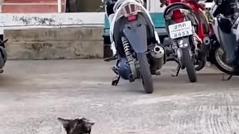 Super Dogs And Cats