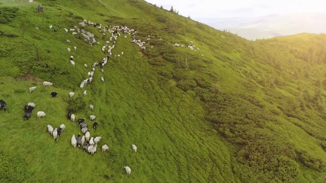 The sheeps graze on the beautiful mountain lawn on the sunny background