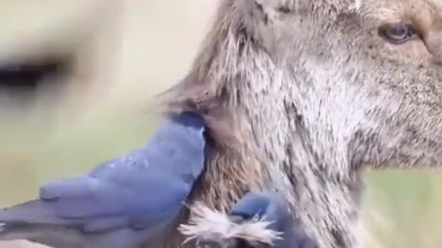 Birds are making nets with Deer Hair