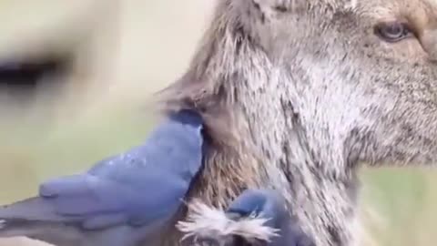 Birds are making nets with Deer Hair