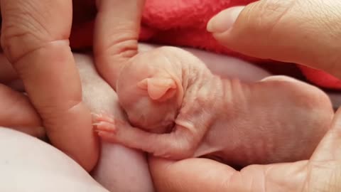 Help For Tiny Sphynx Kitten to Nurse 💞 Emotional Moments