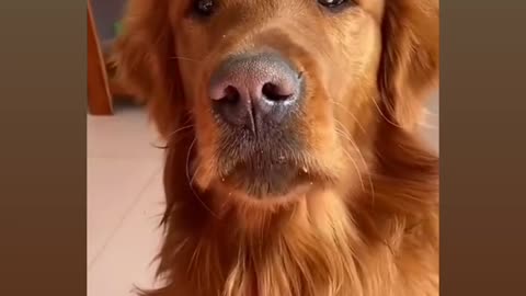 Dog lovers
