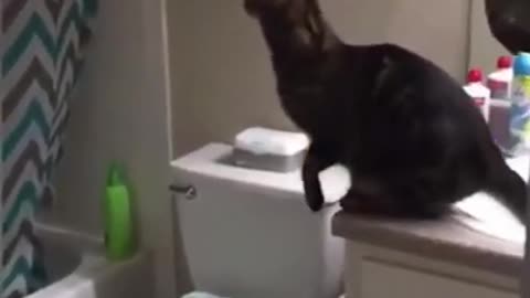 Funny Cat 🐈😺 videos
