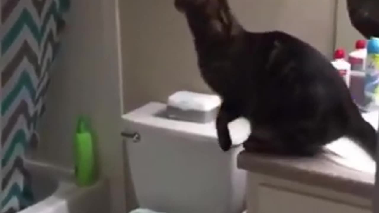 Funny Cat 🐈😺 videos
