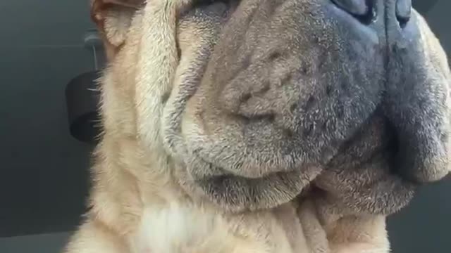 Wrinkly Belly