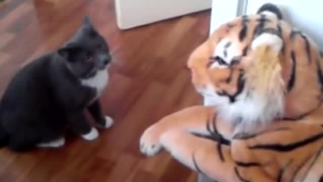 This Cat Really Hates Tiger