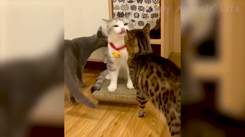 Best Funny Animal Videos 2022 😂 - Funniest Dogs And Cats Videos 😻