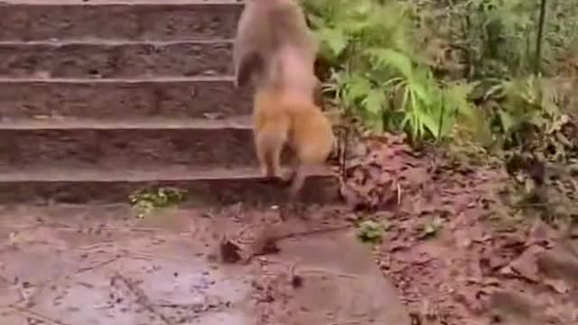 Funny Animal video