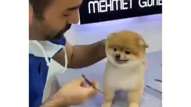 This is the happiest dog I've ever seen in my life 😍🐶