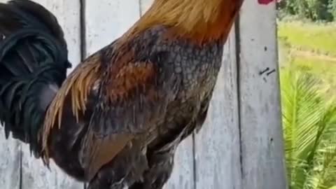 breed rooster