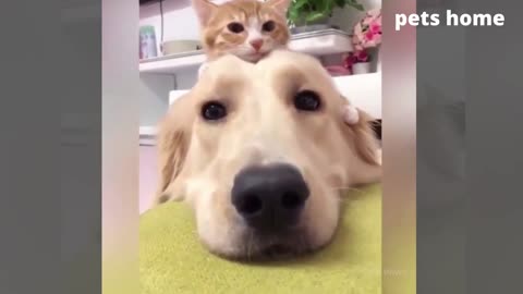 Latest version of the year |Cute and funny collection of cute pets|Interesting pet dogs and cats