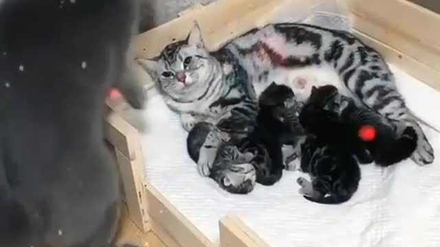 Cute cat Family