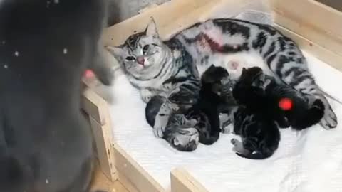 Cute cat Family