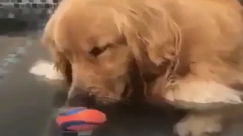 funny moments of cute puppies and animals