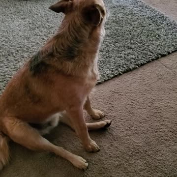 Adorable dog tries to sing along with a beat maker