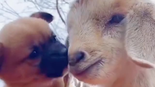 Most adorable animals friendships🥰