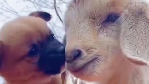 Most adorable animals friendships🥰