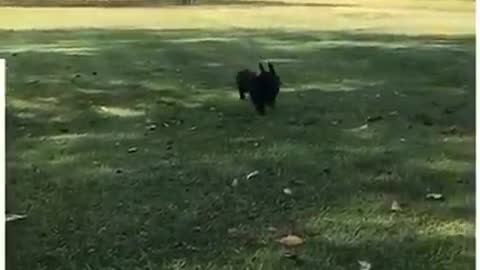 These animals predator instincts kicked in...😱😳