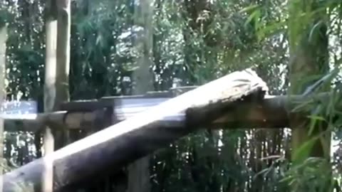 Wildlife