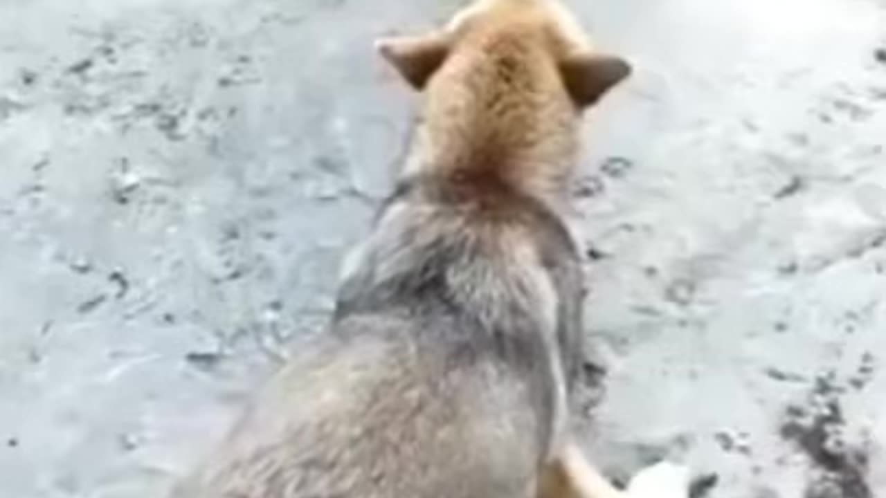 Funny Dog Fight Arguing !