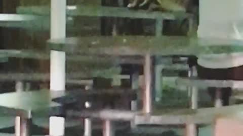 German shepherd sits on a table outside of a restaurant