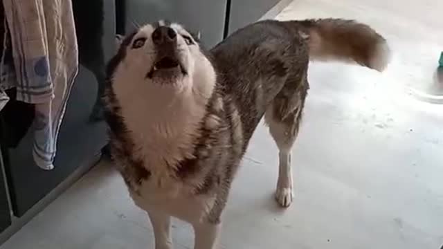 My dog is not to be scolded. He would argue with me