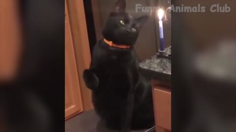 FUNNY ANIMAL VIDEO 2022 - FUNNIEST CATS AND DOGS