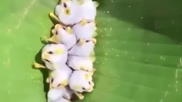 AWW SO CUTE! Cutest baby animals Videos Compilation Cute moment of the Animals