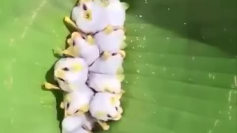 AWW SO CUTE! Cutest baby animals Videos Compilation Cute moment of the Animals