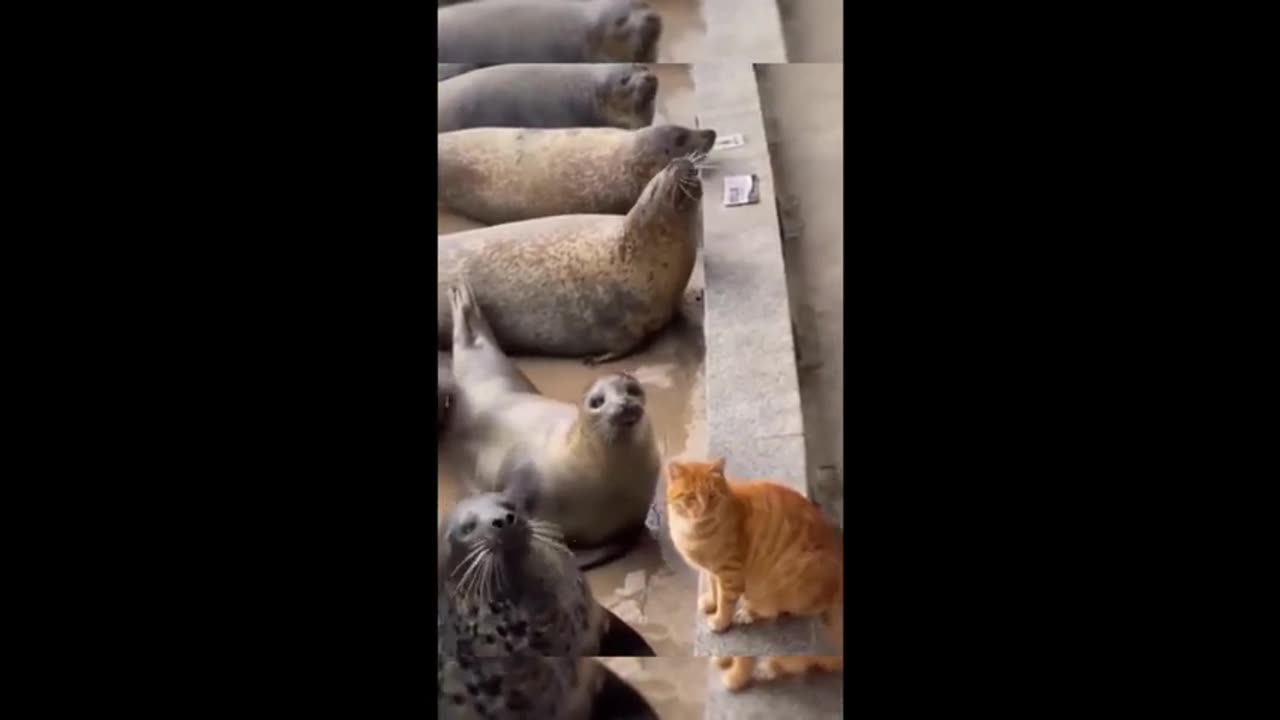 Funny animal videos - Funny cats-dogs