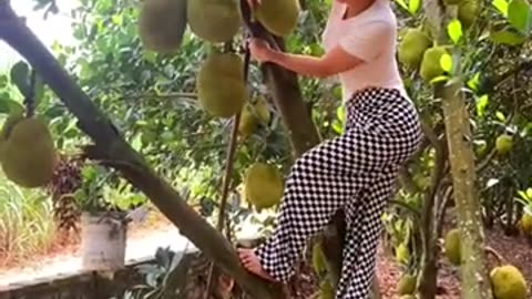 Beautiful rural life at fruit garden #fruitgarden