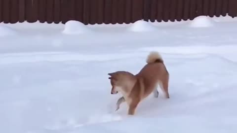 Dogs Embrace the Snowy Playtime Delight