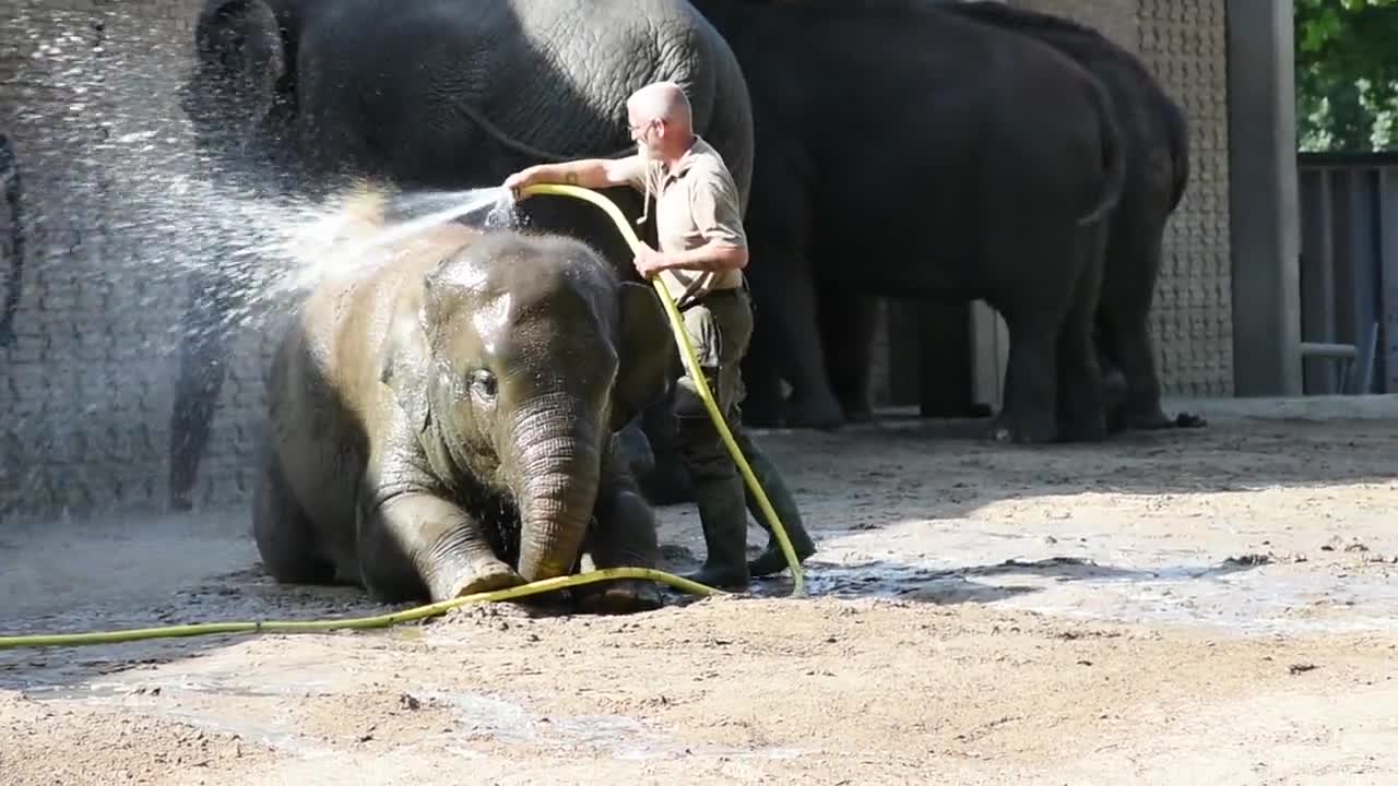 baby elephant playing in water