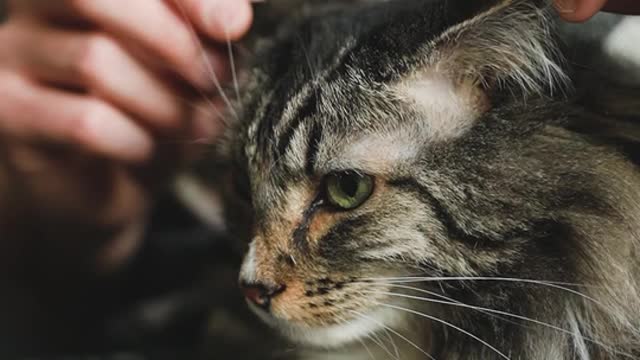 Cute can't video animal