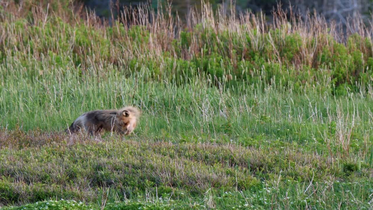 A Cool Shot Of A Red Fox Hunting For Mice In A Field