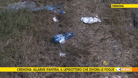 CREMONA: ALLARME IFANTRIA, IL LEPIDOTTERO CHE DIVORA LE FOGLIE