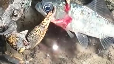 This is how crab 🦀 murders fish 🐟🐠