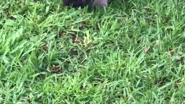 Seasonbulls - sold girl puppy for sale