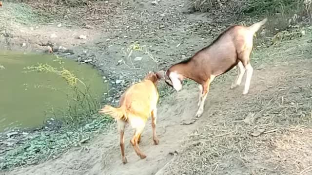 Watch the fight Between the goats