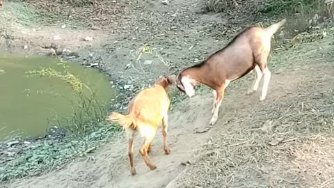 Watch the fight Between the goats