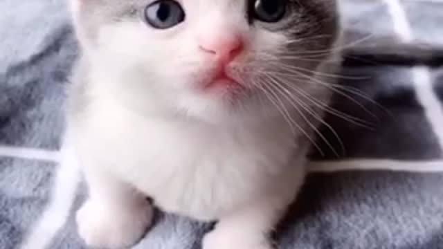 very cute kitten 😻