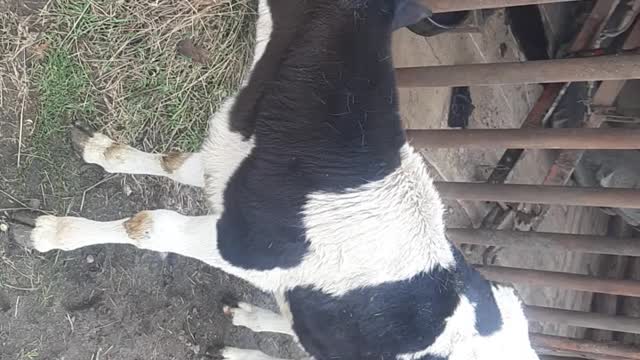 Hand-held little calf