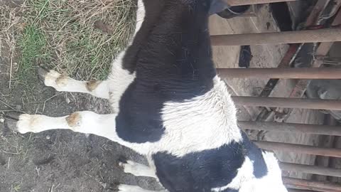 Hand-held little calf