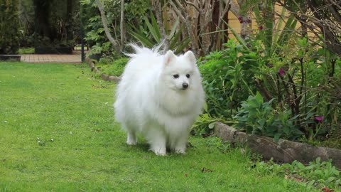 Just a cute little fluffy white dog