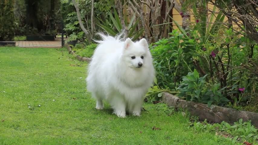 Just a cute little fluffy white dog