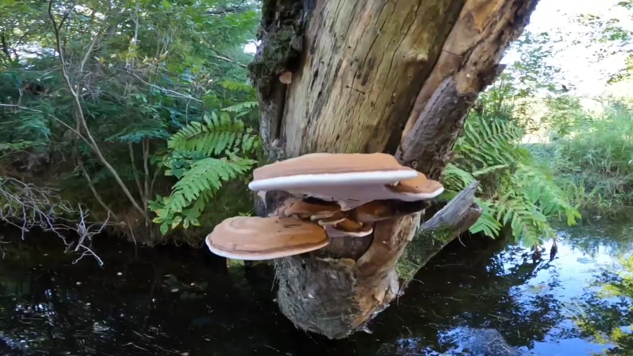 Ganoderma Lucidum