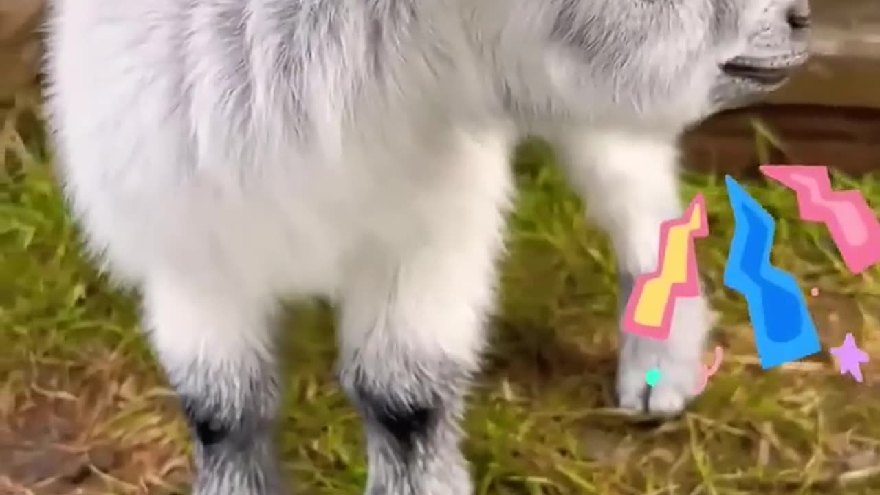 Cute Goat 🐐 Baby