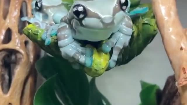 Amazon milk frog