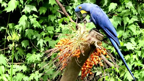 Hyacinth macaw