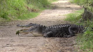 American Alligator resting on a Trail with some grass in an open mouth